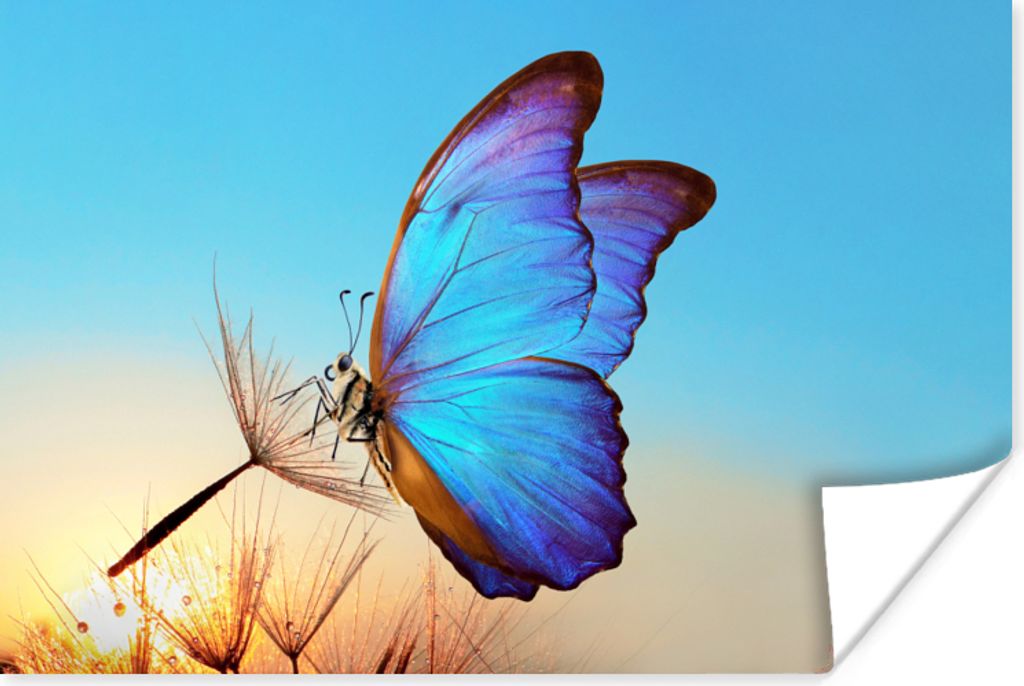 MuchoWow Poster Schmetterling - Löwenzahn - Blau 90x60 cm - Schlafzimmer