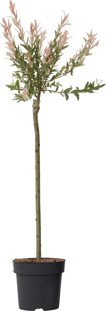 Saule crevette - Salix integra 'Flamingo' - Hauteur Image du produit 