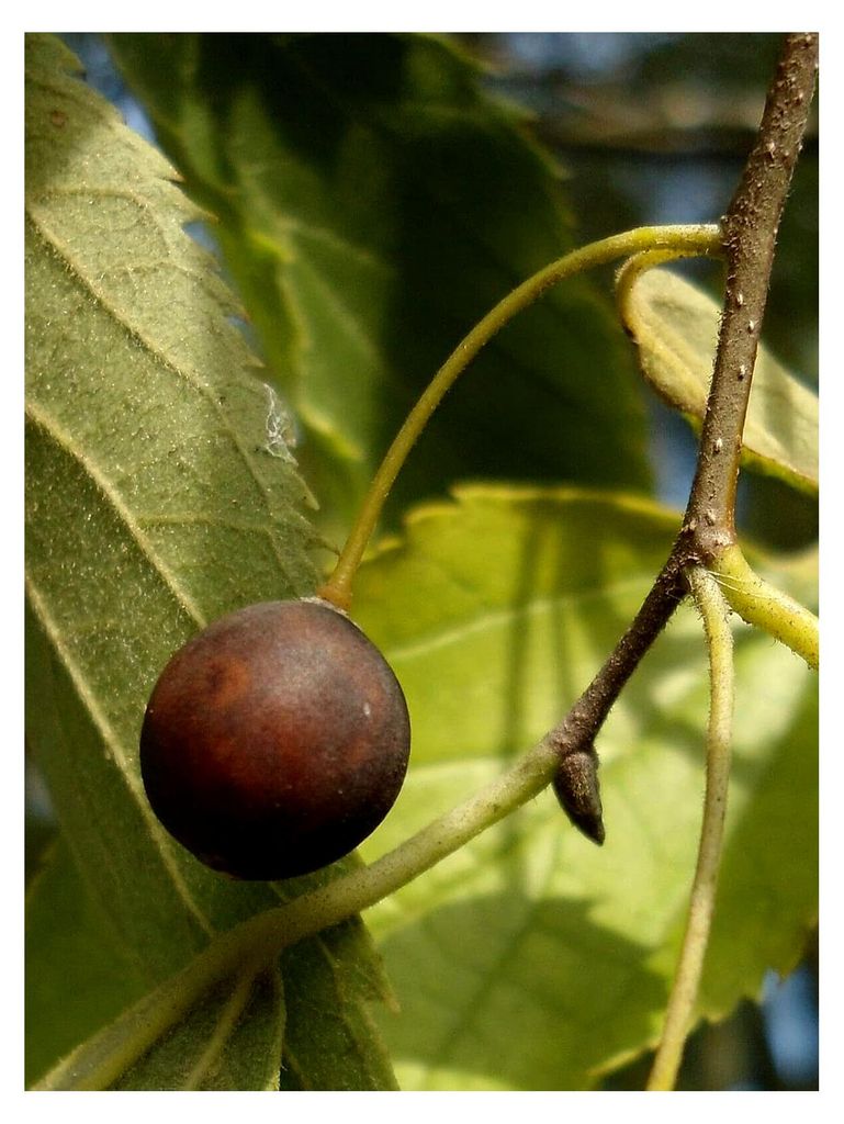 Zürgelbaum Celtis australis Pflanze 5-10cm