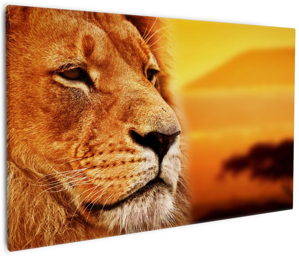 Wallario Premium Leinwandbild Prächtiger Löwe in der Produktbild 