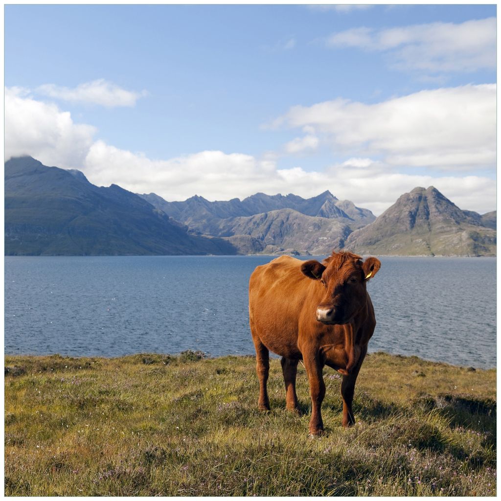 Wallario Möbeldesign / Aufkleber, geeignet für Ikea Lack Tisch - Kuh in den Bergen in 55 x 55 cm