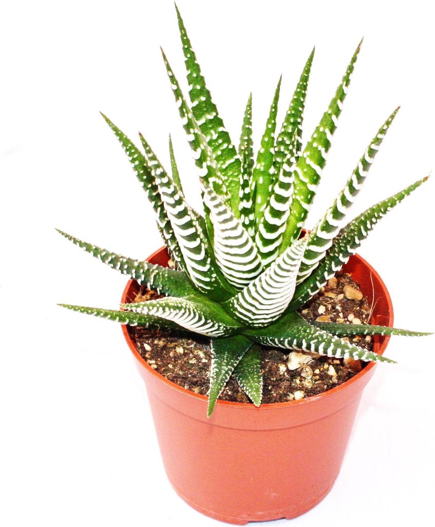 Haworthia fasciata "Big Band" - mittelgroße Pflanze im Produktbild 