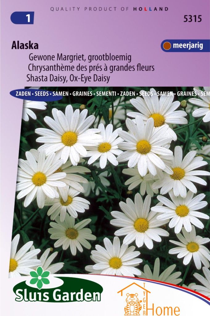 Marguerites d'Alaska, graines de fleurs à grandes fleurs – Image du produit 