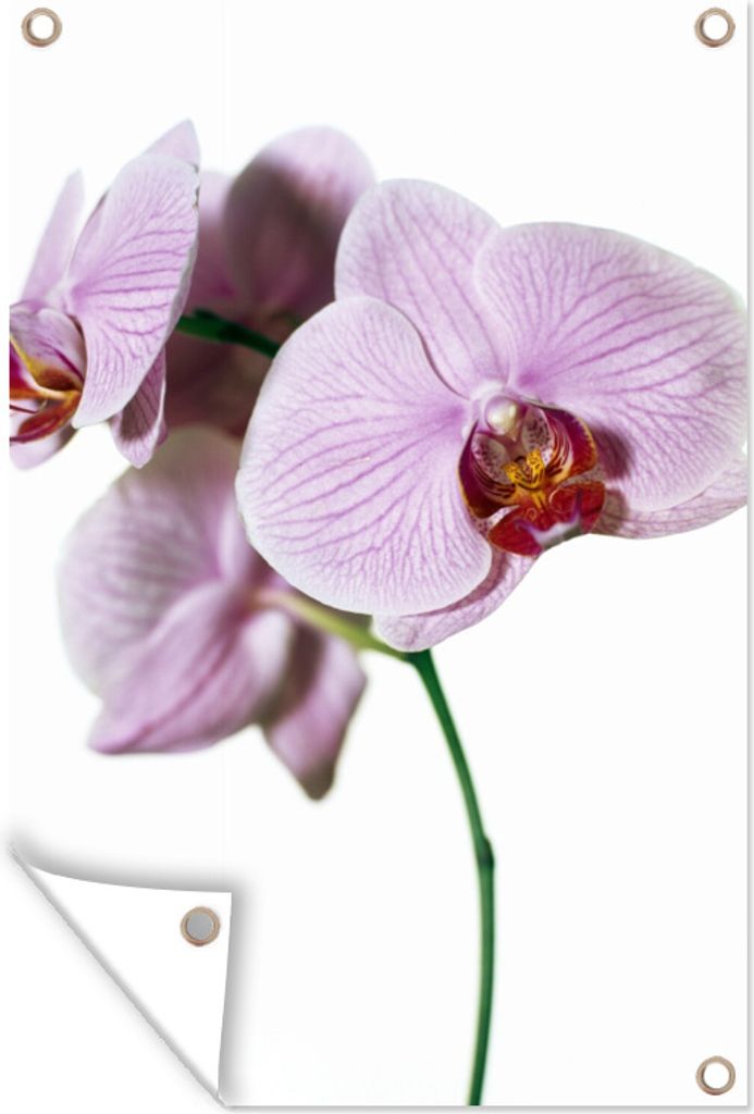 MuchoWow 80x120 cm Outdoor-Poster Gartendeko Sichtschutz Garten Poster für den Garten Rosa Orchideenblüte