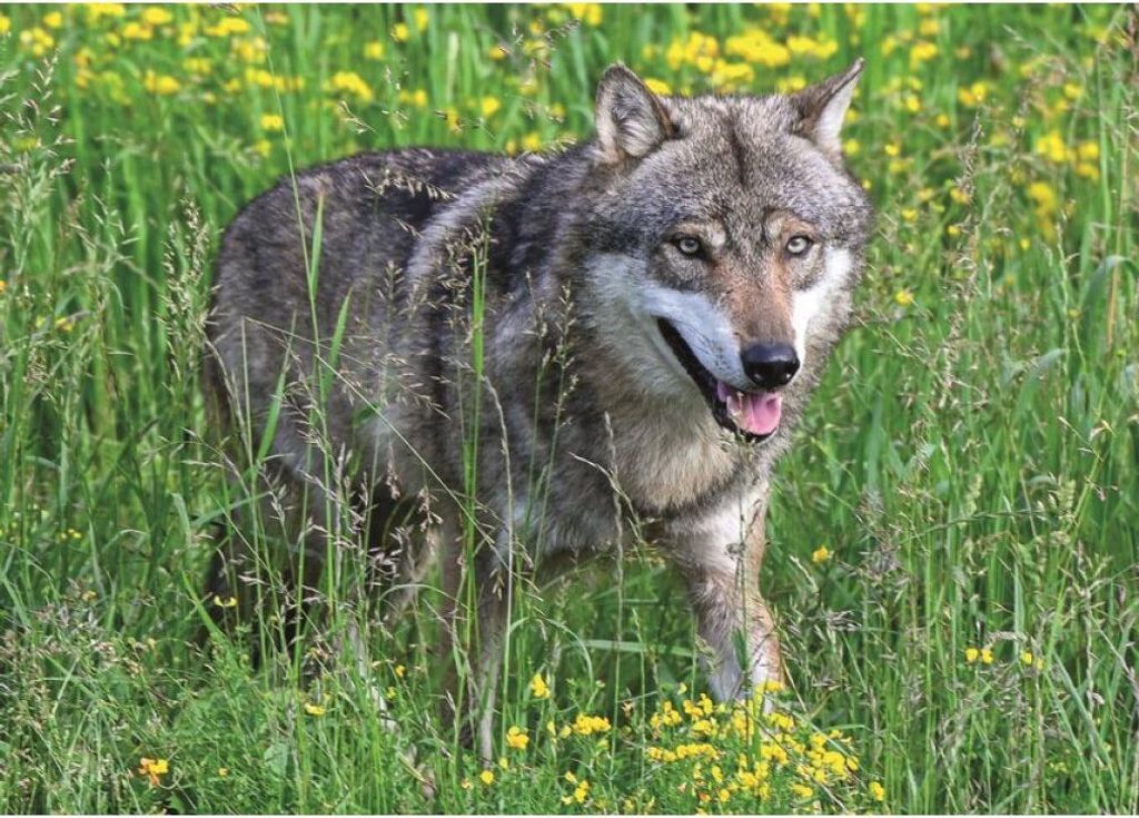 RAVENSBURGER Puzzle Nebojch Wolf 1000 Puppen