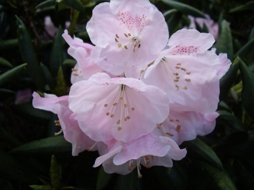 Wild rhododendron / Alpenrose - Rhododendron anwheiense 30-40cm