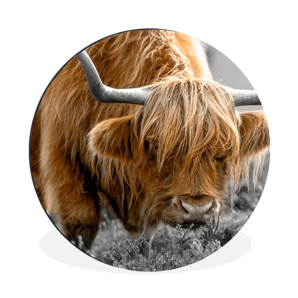 MuchoWow Aluminium Wandkreis Schottischer Highlander - Tiere - Braun - Kuh - Schwarz - Weiß - Natur Ø 90 cm Wanddeko Modern Wohnzimmer - Mauerk...