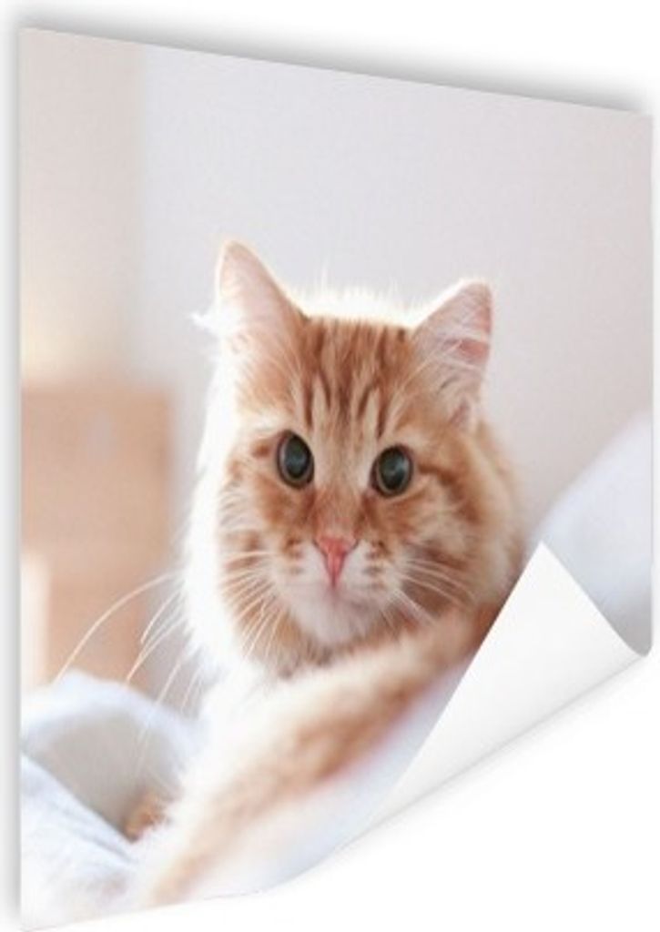 MuchoWow Poster Katze - Rot - Bett - Mädchen - Kinder - Jungen 80x60 cm - Kunst für zu Hause