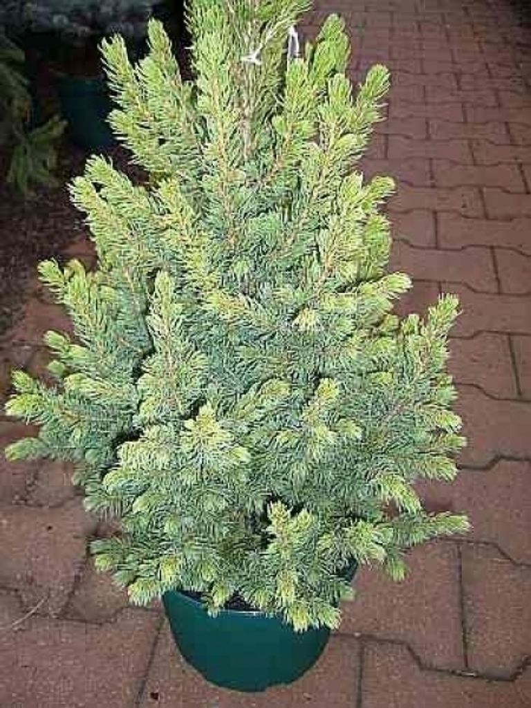 Zuckerhutfichte Daisy`s White - Picea glauca Daisy`s White 30-40cm