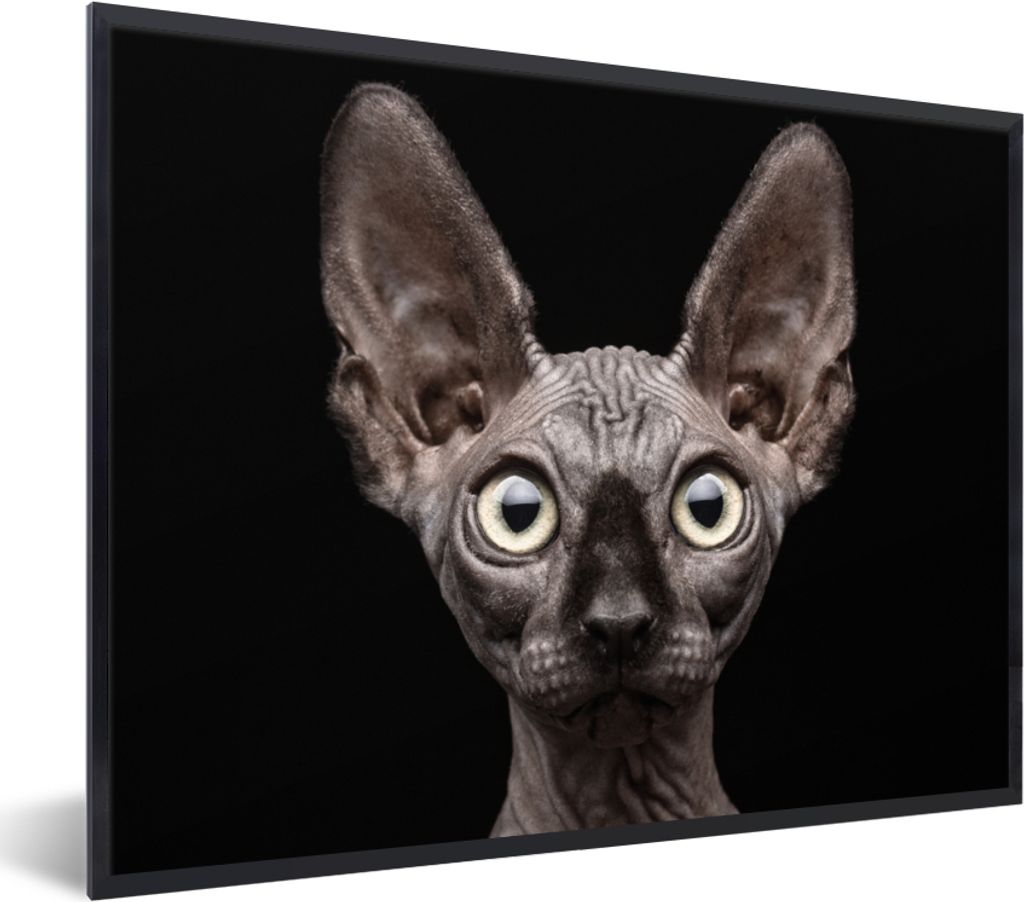 MuchoWow Gerahmtes Poster Katze - Haustiere - Porträt - Schwarz 80x60 cm - Poster mit Schwarzem Bilderrahmen Wandposter Rahmen Foto Bilder - Sch...