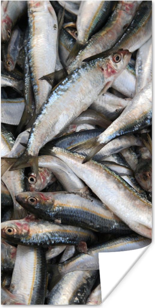 MuchoWow Poster Stapel von Fisch im Libanon 20x40 cm - Plakat - Foto