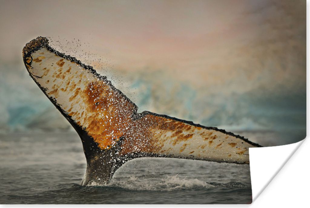 MuchoWow Poster Schwanz eines Wals taucht auf 120x80 cm - Bilder