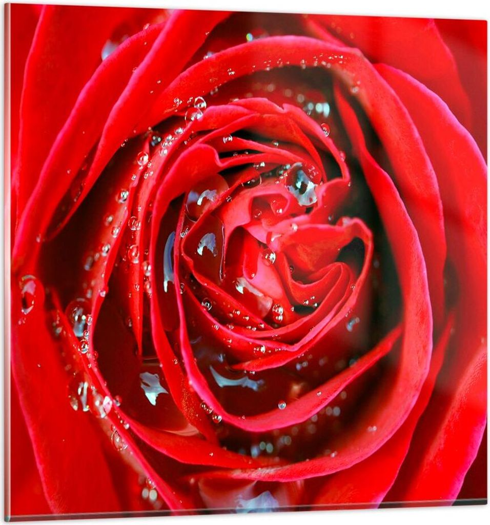 Bilder auf glas - Rose Blume Blütenblätter Tau - 50x50cm - Glasbilder - Wandbilder - Kunstdruck - zum Aufhängen bereit - Wanddekoration aus Glas...