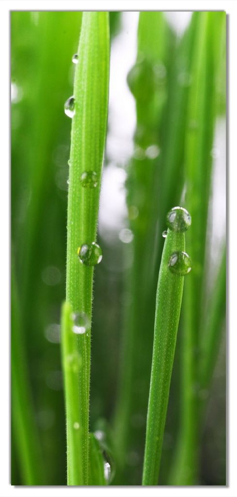 Wallario selbstklebende Türtapete 93 x 205 cm mit Schutzlaminat - Wassertropfen an Grashalmen