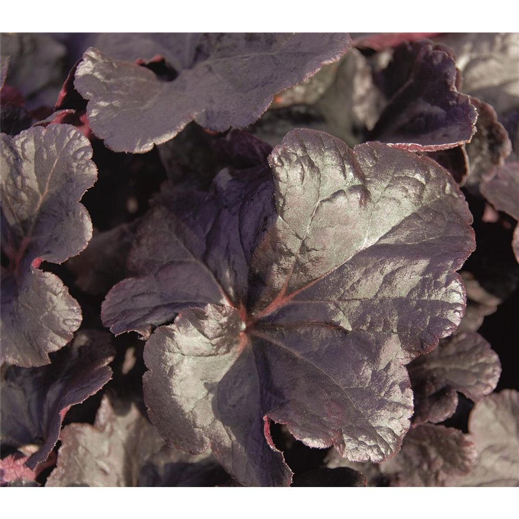 Heuchera "Obsidian" - Purpurglöckchen "Obsidian" im Topf 12 Produktbild 
