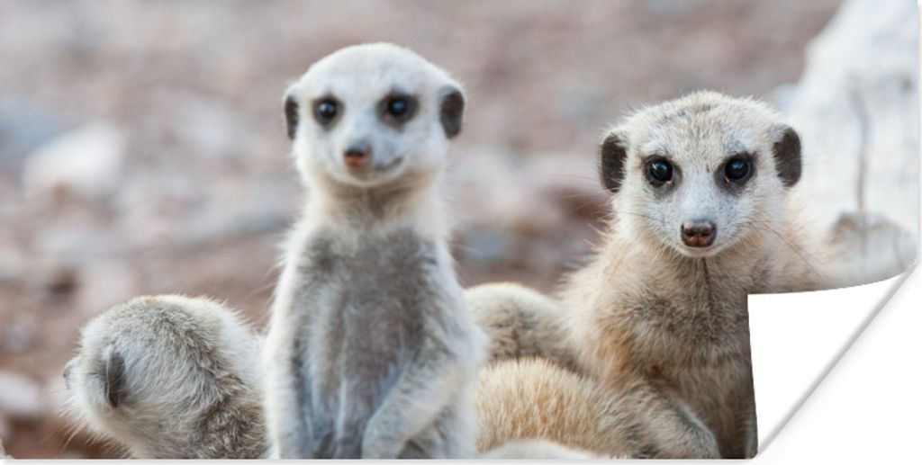 MuchoWow Poster Neugierige Erdmännchen 120x60 cm - Bild