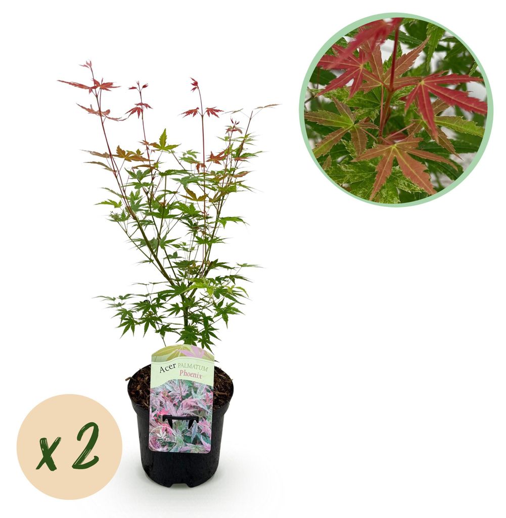 Acer palmatum "Phönix" - japanischer Fächerahorn - laubabwerfend - 19cm Topf - 70cm - 2er Set - grün-rot