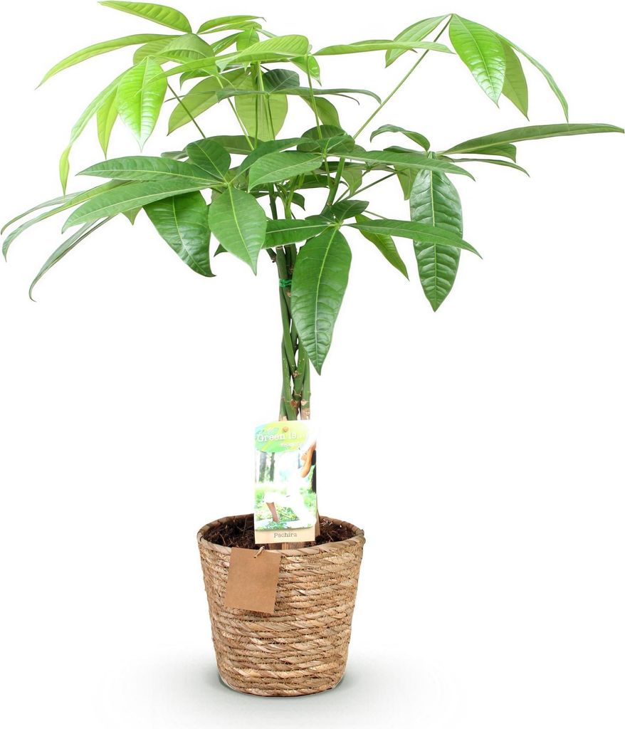 Pachira Aquatica – 60-70cm – 17cm mit Korb – Pflegeleichter Geldbaum mit geflochtenem Stamm – Robuste Zimmerpflanze für Wohnzimmer, Büro ...