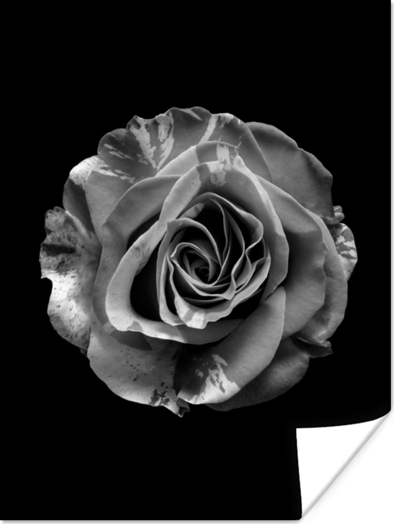 MuchoWow Poster Blumen - Rose - Schwarz - Weiß - Botanisch 30x40 cm - Wandplakat - Poster Kinderzimmer