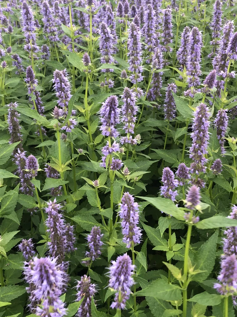 Plante Agastache Blue Fortune pour Jardin Papillon - Lot 6 Pots 9x9 cm