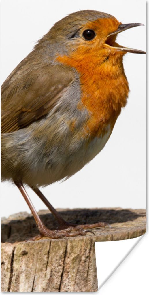 MuchoWow Poster Rotkehlchen - Vogel - Holz 75x150 cm - Dekoration für die Wände