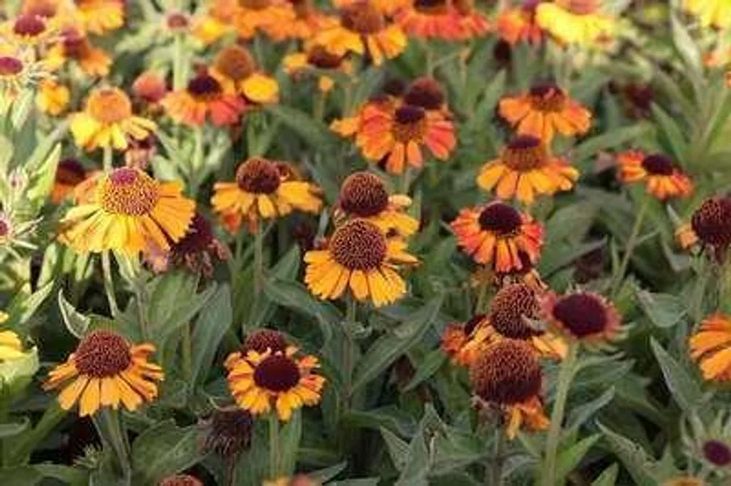 6 Helenium Short 'n Sassy - Décorez vos Bordures et Pots avec ces Vivaces