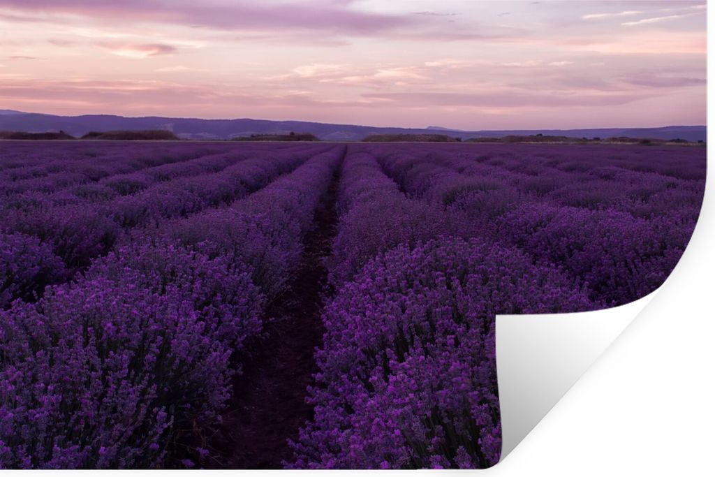 MuchoWow Wandtattoo Wandsticker Wandaufkleber Lavendel - Lila - Blumen - Natur 60x40 cm Selbstklebend und Repositionierbar - Wierderverwendbar - ...