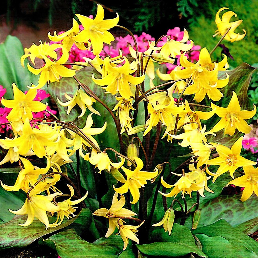 Erythronium cibulky Květiny Dogtooth Pagoda 3 ks. Obrázek produktu 