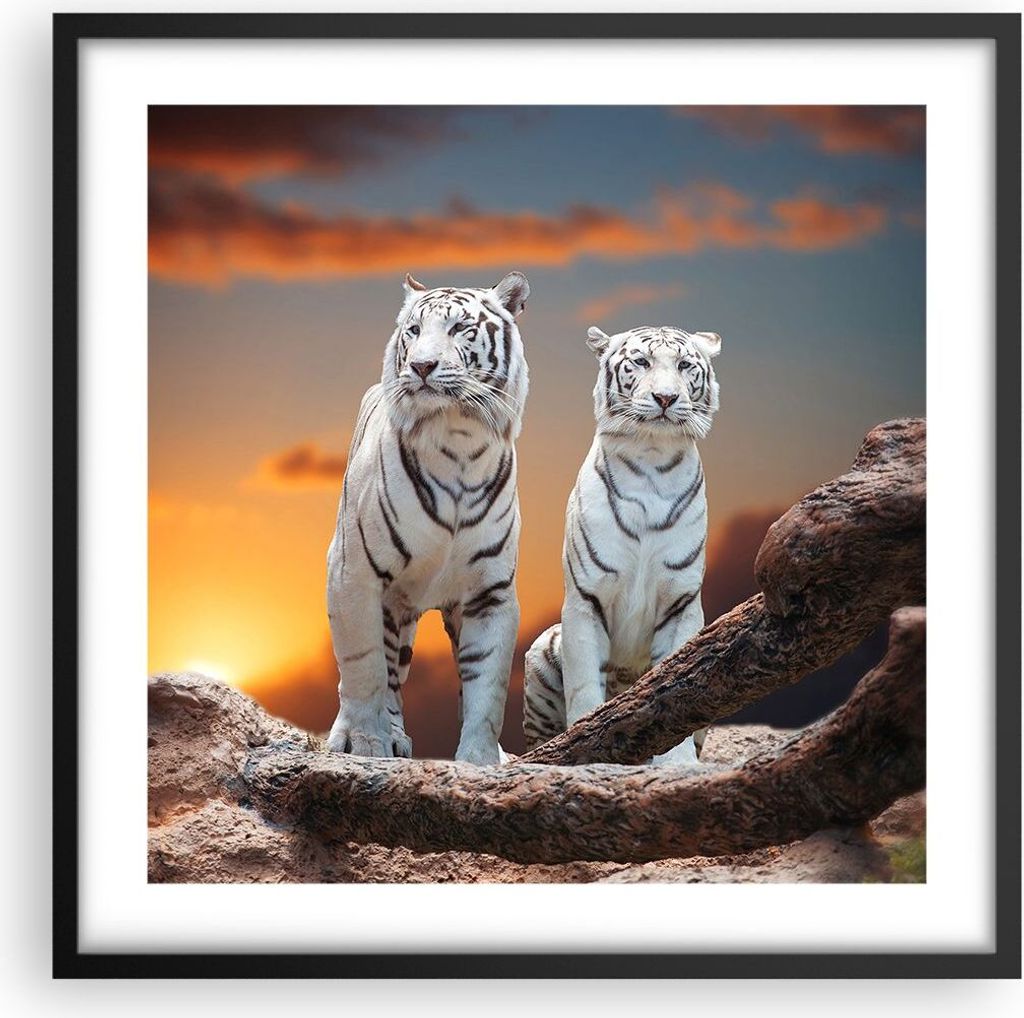 Gerahmtes Poster - Schwarzer Rahmen - Tiger weiß Rock Sonnenuntergang - 50x50 cm - Wand Bild - Wanddeko - Wandbilder - Wandposter - Bilderrahmen -...