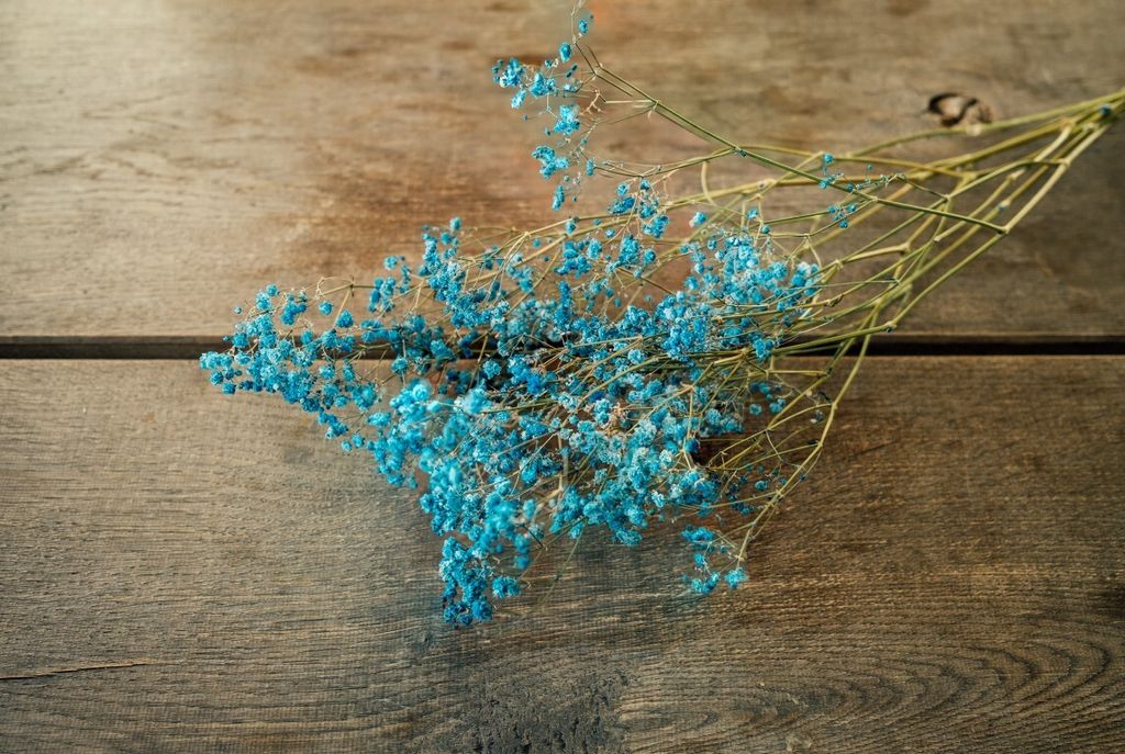Schleierkraut, getrocknet, im Bund, Länge ca. 50-60cm, lieferbar in Natur und Gefärbt | Gypsophila paniculata , Farbe:Hellblau