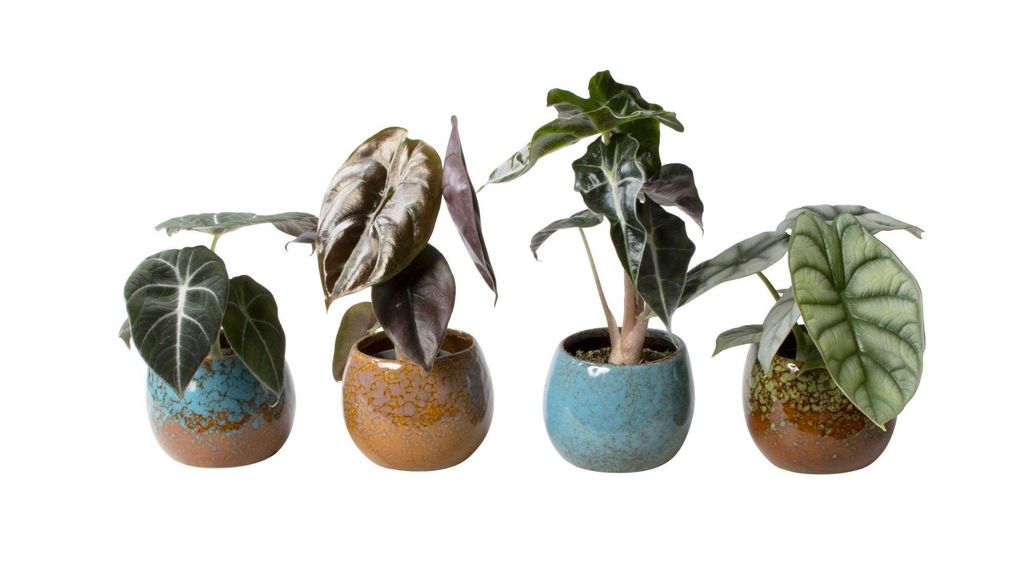 Pflanzenset Alocasia gemischt 4er Set mit Übertopf Produktbild 