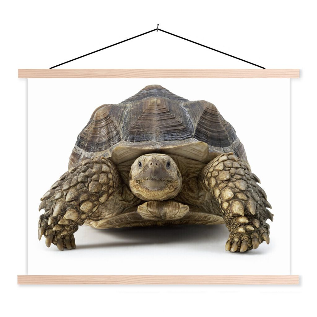 MuchoWow Textilposter Schildkröte - Tiere - Weiß 40x30 cm mit holzfarbenen Rahmen - Bilder
