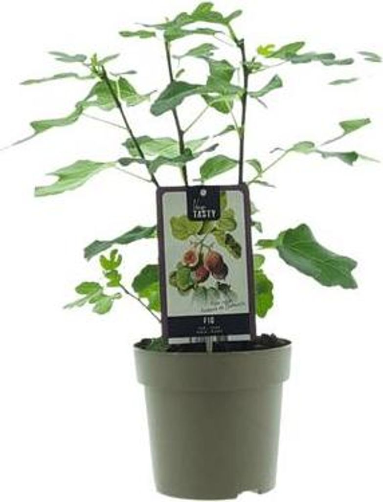 Ficus Precose de Dalmatie – Feigenbaum Zimmerpflanze – Ø15cm – ca. 40cm hoch – Pflegeleichte grüne Zimmerpflanze – Perfekt für Wohnzim...