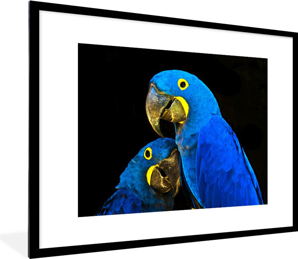 MuchoWow Gerahmtes Poster Papagei - Vogel - Federn - Blau 80x60 cm - Poster mit Schwarzem Bilderrahmen Wandposter Rahmen Foto Bilder - Schlafzimm...