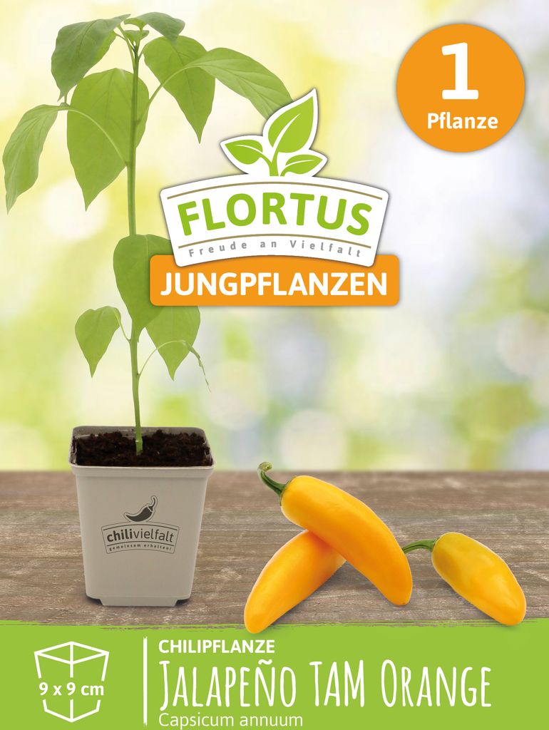 Chilipflanze Jalapeno TAM Orange | Chilipflanzen von FLORTUS, Menge:1 Pflanze