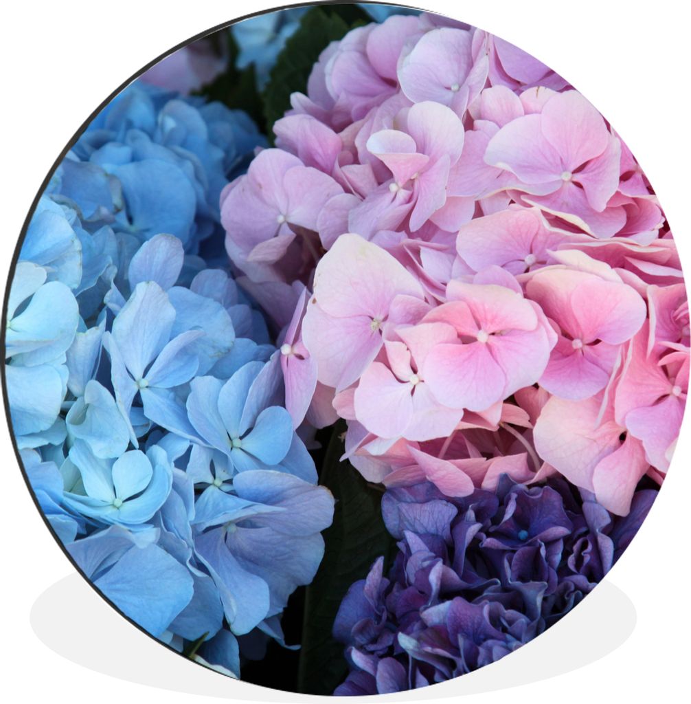 MuchoWow Aluminium Wandkreis Blumen - Strauch - Hortensie - Botanisch Ø 90 cm Wanddeko Modern Wohnzimmer - Mauerkreis - Wandbilder - Runde Bild ...