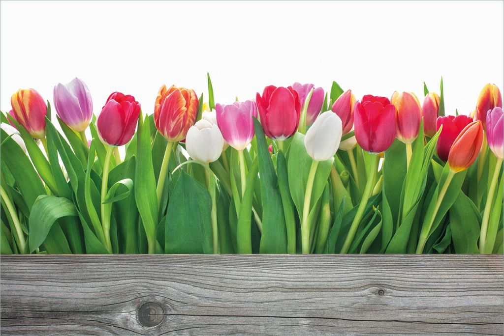 Wallario Premium Vliestapete Fototapete Rote weiße und pinke Tulpen im Frühling in der Größe 400 x 267 cm, extra dick, wird in 5 Teilen geliefert