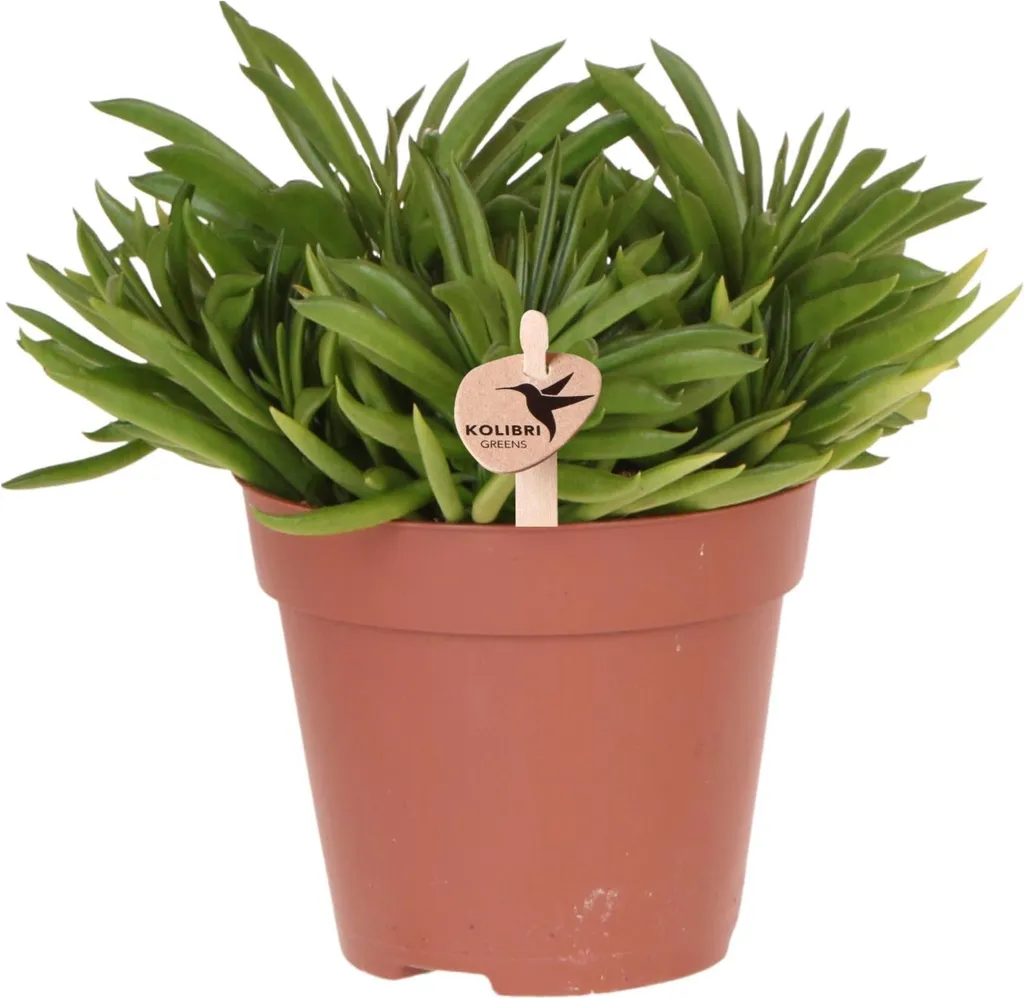 Succulente Happy Beam Fraîcheur Direct Producteur - Plante Verte Ø12cm