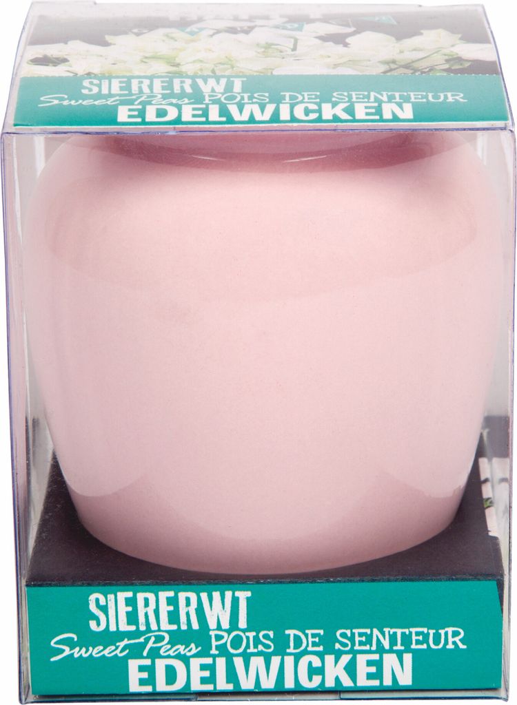 Anzuchtset Lathyrus Weiss mit Vase | Anzuchtsets von Buzzy Gifts