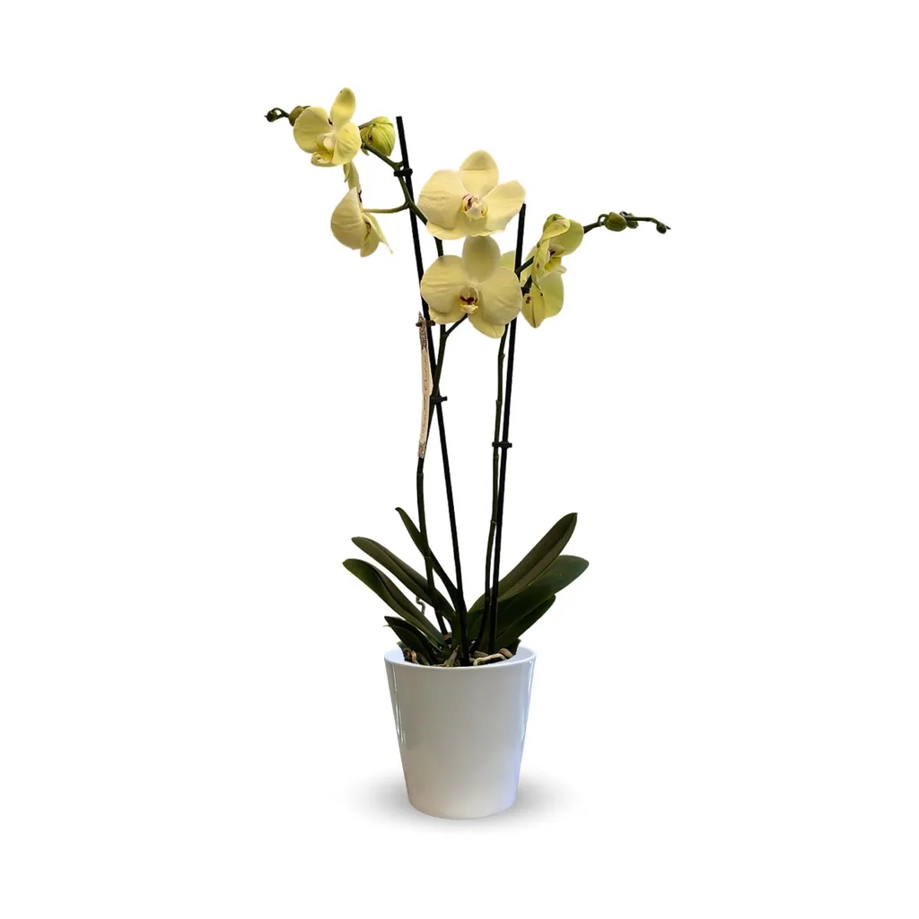 Orchidée jaune facile d'entretien avec pot céramique pour déco zen