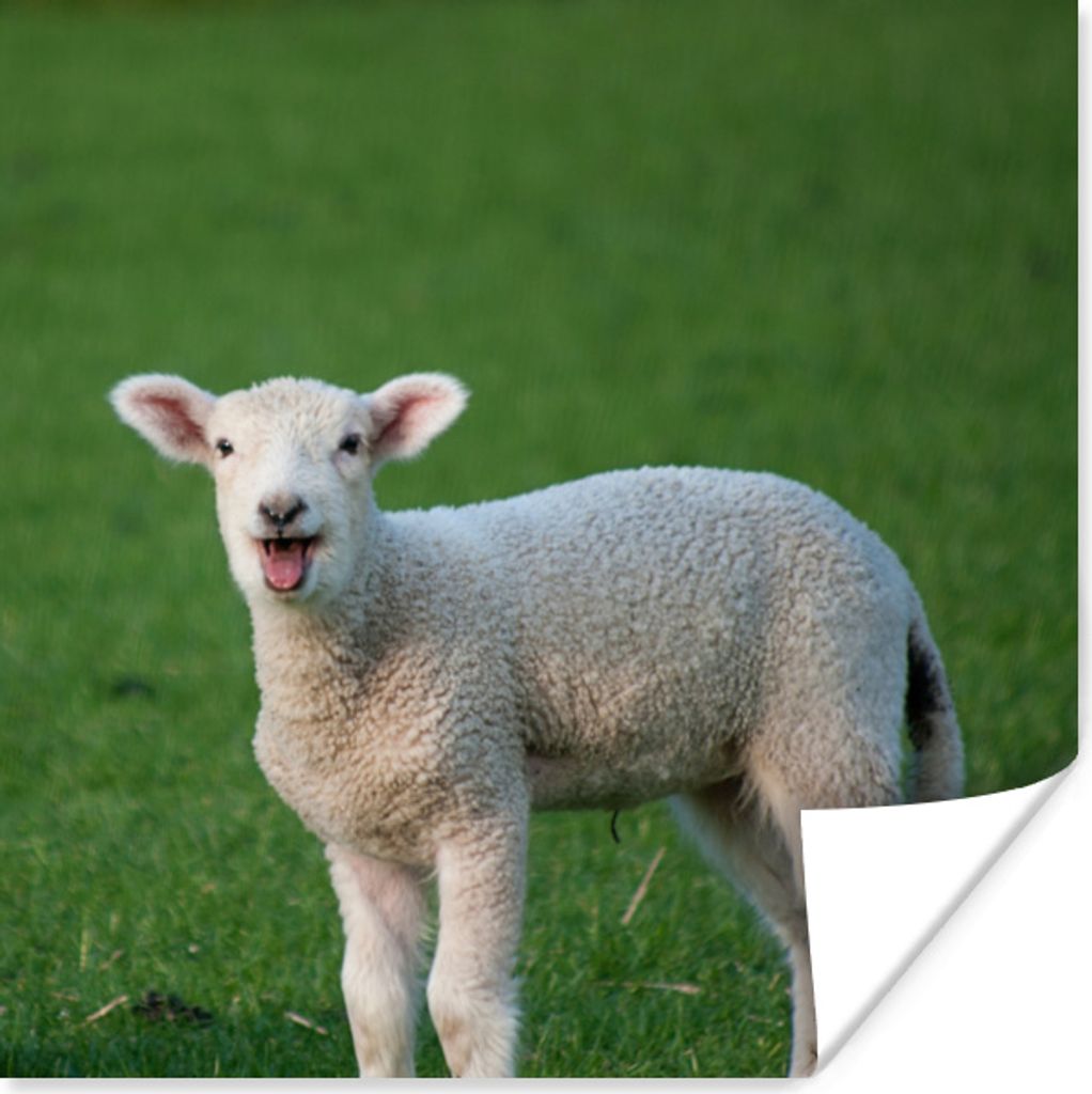 MuchoWow Poster Weinendes Lamm im grünen Gras 100x100 cm - Babyzimmer