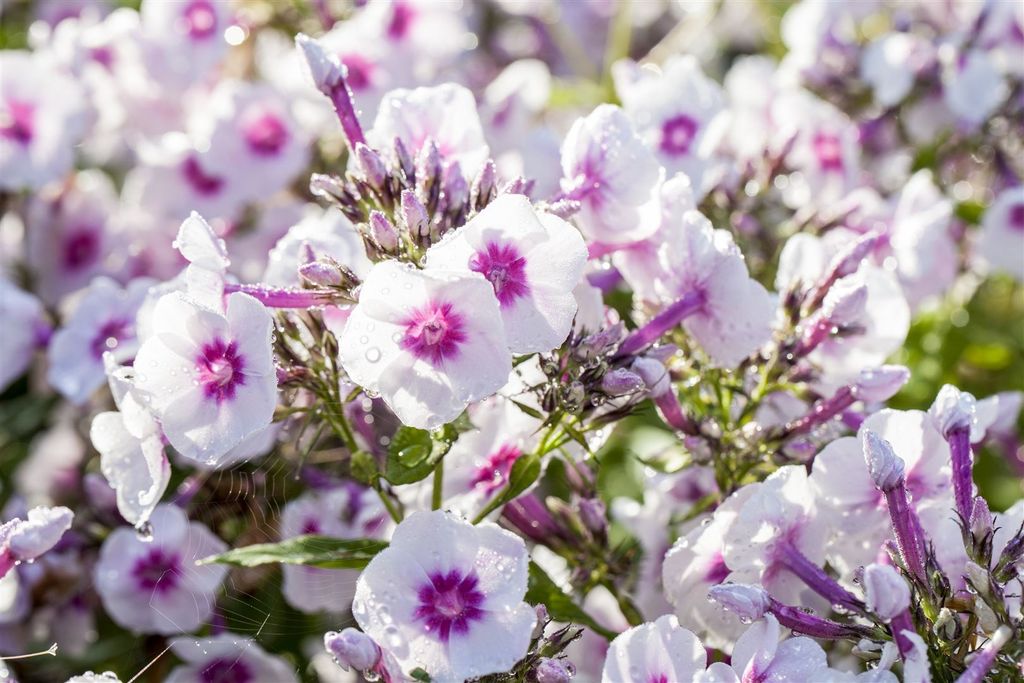 Phlox paniculata 'Bright Eyes', Flammenblume, rosa, ca. 11x11 cm Topf