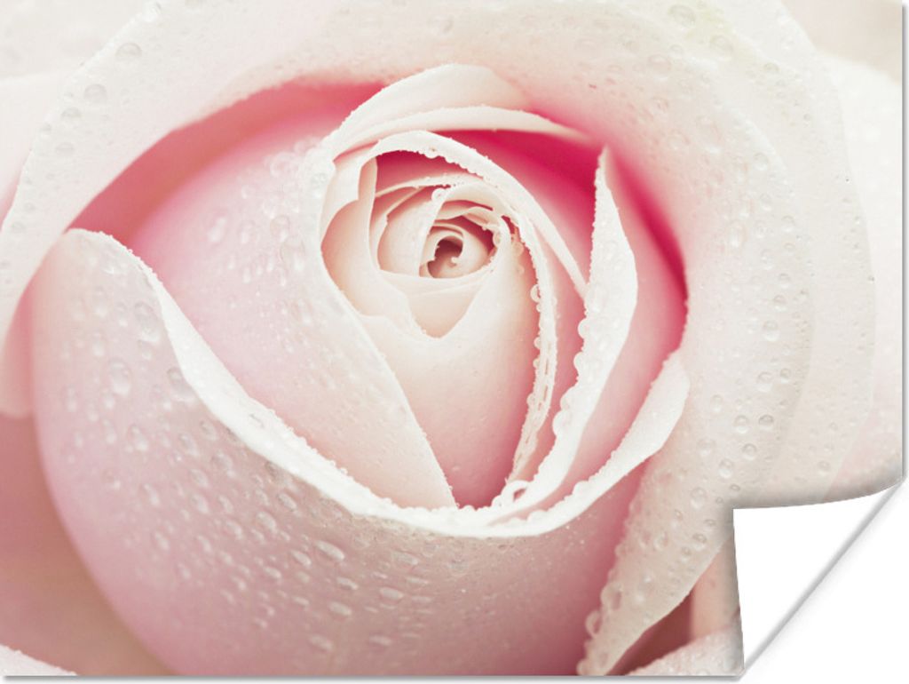 MuchoWow Poster Ein schönes Bild der Details einer rosa Rose 40x30 cm - Plakate für die Wände - Poster Wohnzimmer