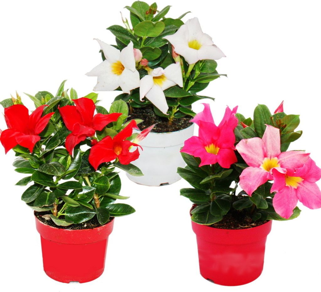 Dipladenia - Chilenischer Jasmin - 10cm Topf - Set mit 3 Pflanzen - Farb-Mix