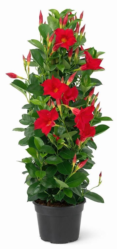 Mandevilla Dipladenia - Trubková květina - pyramidální tvar Obrázek produktu 