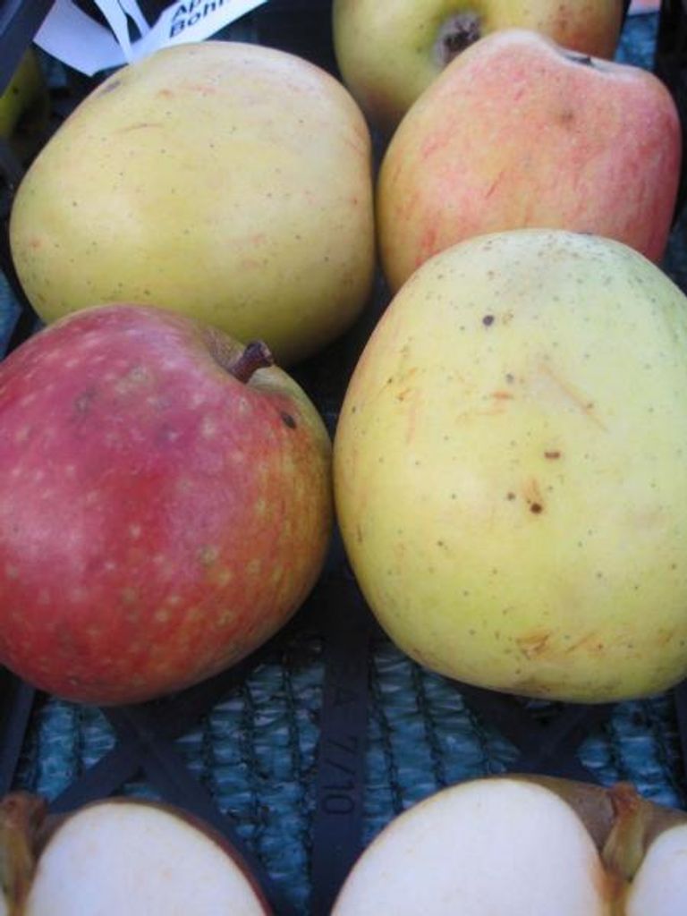 Winterapfel Rheinischer Bohnapfel - Malus domestica - 140-150cm