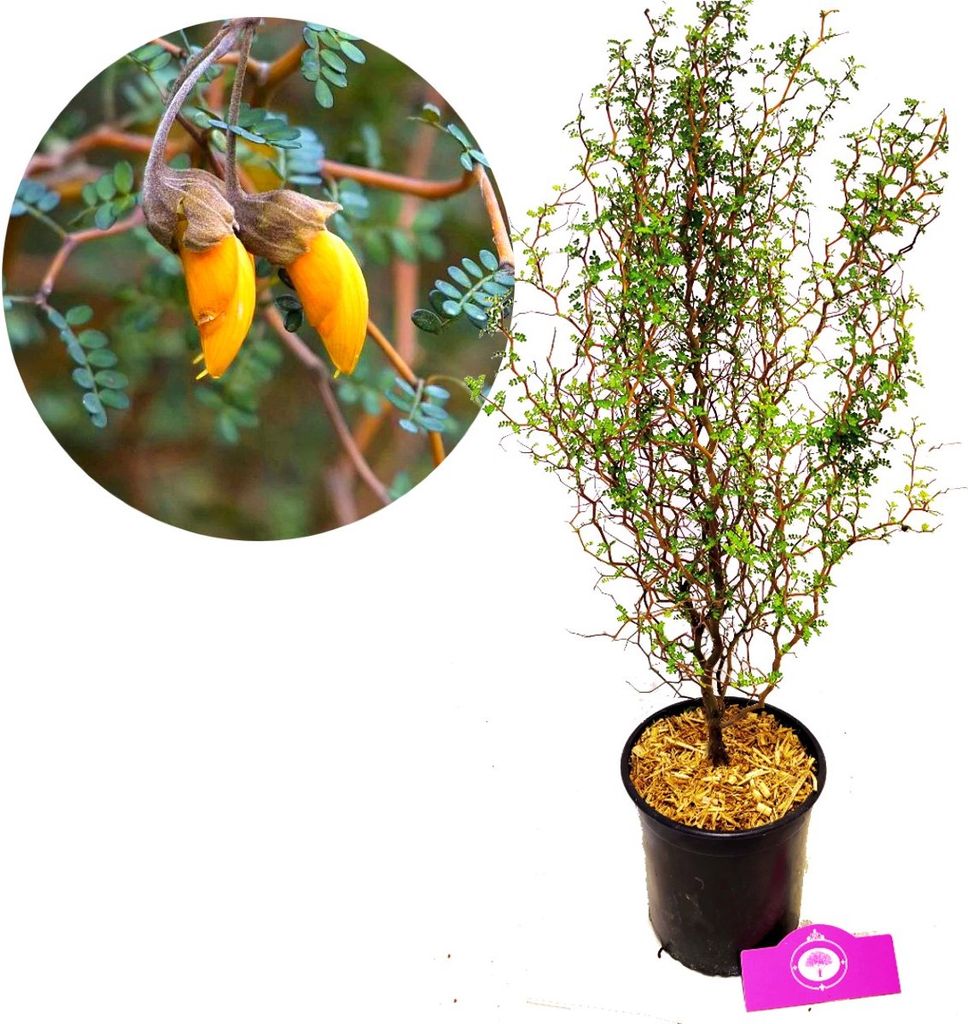 Sophora 'Little Baby' Honigbaum - Zickzackstrauch - Höhe Produktbild 