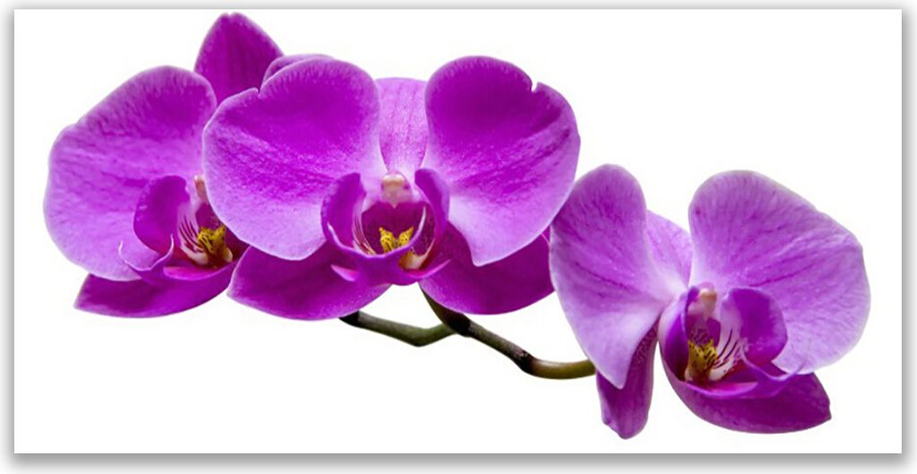 Küchenrückwand aus Glas 120x60cm Spritzschutz Blumen Pflanzen