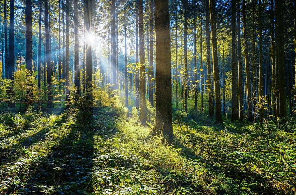 mydays Wald Wanderung Straubenhardt (3 Std.); Erlebnis verschenken oder selbst erleben; Gutschein für 1 Person(en)
