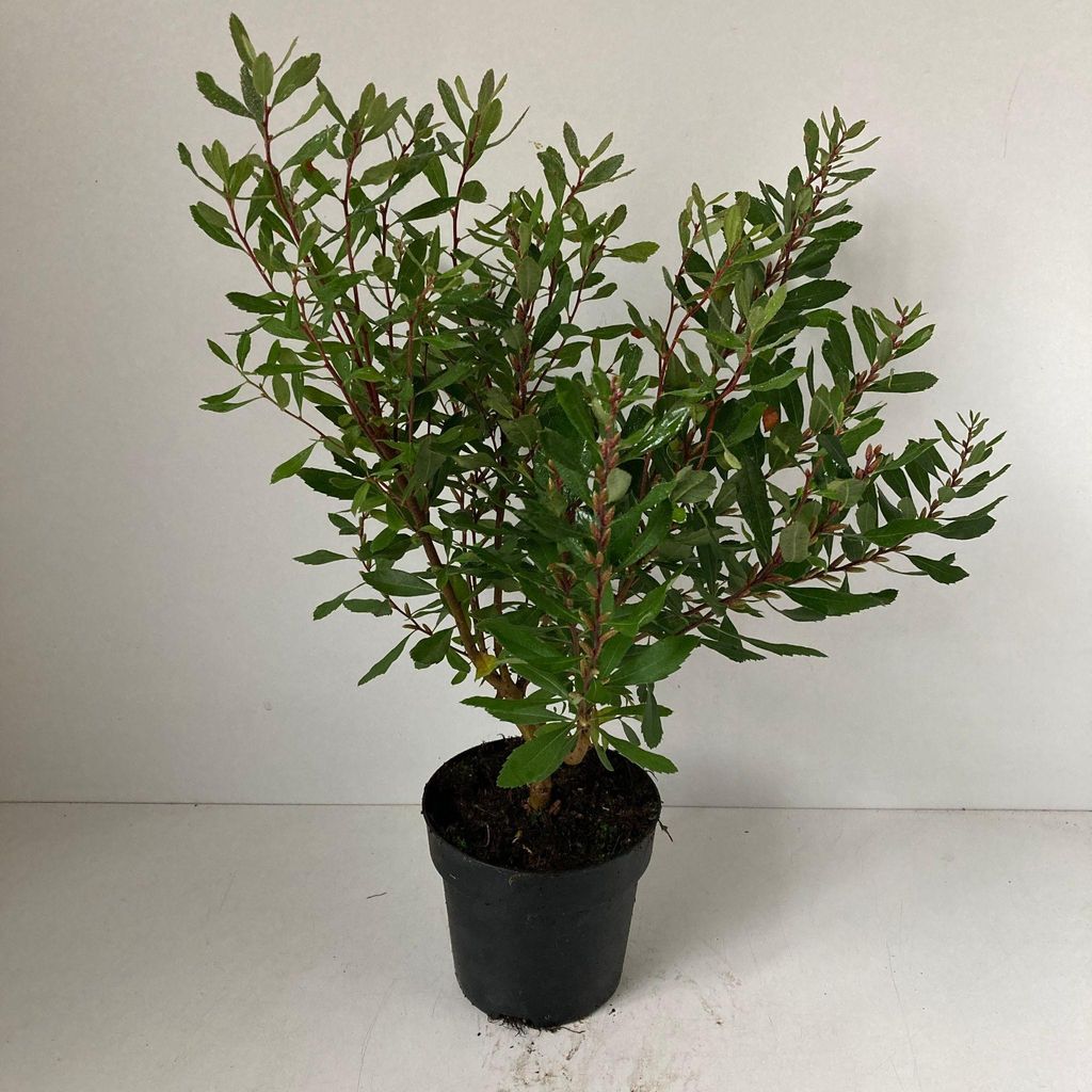 Myrica gale - Moor-Gagelstrauch | 20-25 cm im Topf